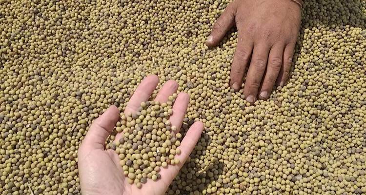 Γνωριμία με τα λαθούρια της Λήμνου: Άφκος και Λαφύρι