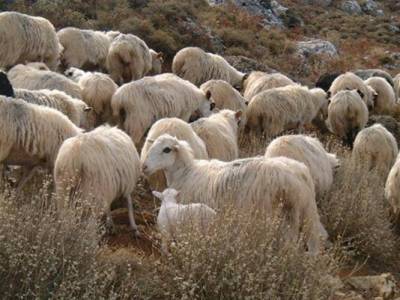 &Xi;&epsilon;&kappa;&iota;&nu;ά&epsilon;&iota; &sigma;ή&mu;&epsilon;&rho;&alpha; &eta; &upsilon;&pi;&omicron;&gamma;&rho;&alpha;&phi;ή &sigma;ύ&mu;&beta;&alpha;&sigma;&eta;&sigmaf; &Beta;&iota;&omicron;&lambda;&omicron;&gamma;&iota;&kappa;ή&sigmaf; &Kappa;&tau;&eta;&nu;&omicron;&tau;&rho;&omicron;&phi;ί&alpha;&sigmaf;