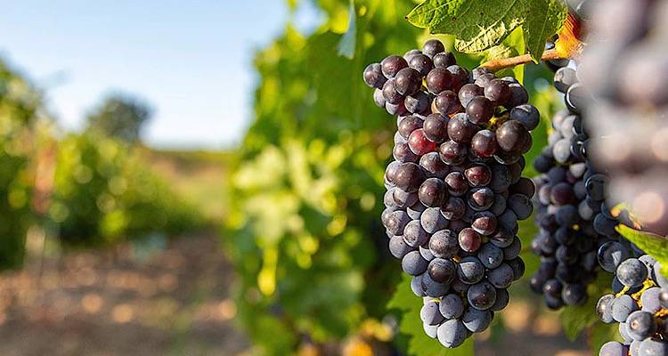 Λήμνος: Αναρτήθηκαν τα αποτελέσματα για την Αναδιάρθρωση και Μετατροπή Αμπελώνων 2025-2026