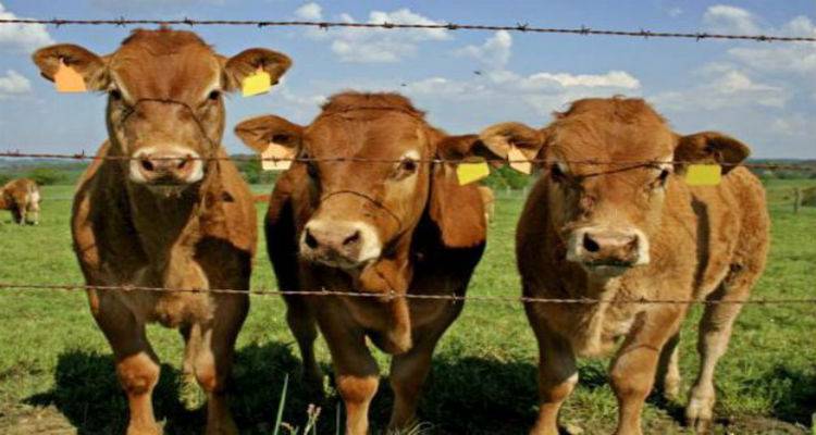 Μαρία Νικολάρα: «Στην Περιφέρεια πρέπει να αναζητηθούν οι ευθύνες για την οζώδη δερματίτιδα στη Λήμνο