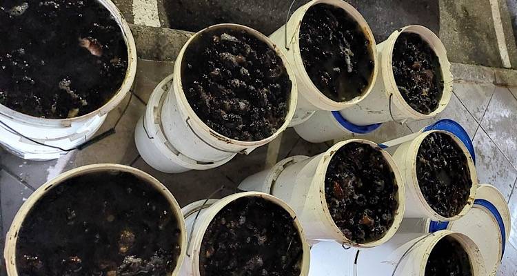 Πλειστηριασμός 2500 ολοθουρίων στον Λιμενικό Σταθμό Μούδρου