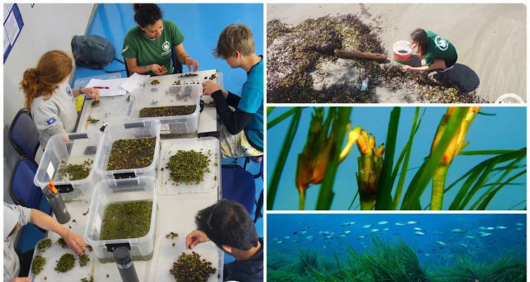 &Kappa;&alpha;&rho;&pi;&omicron;ί &Pi;&omicron;&sigma;&epsilon;&iota;&delta;&omega;&nu;ί&alpha;&sigmaf; &sigma;&tau;&iota;&sigmaf; &Alpha;&kappa;&tau;έ&sigmaf; | Έ&nu;&alpha; &Pi;&omicron;&lambda;ύ &Sigma;&pi;ά&nu;&iota;&omicron; &Phi;&alpha;&iota;&nu;ό&mu;&epsilon;&nu;&omicron; (photos)