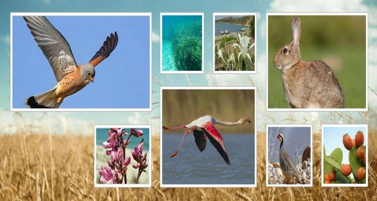 LemnosNature.gr: &Eta; &chi;&lambda;&omega;&rho;ί&delta;&alpha; &kappa;&alpha;&iota; &pi;&alpha;&nu;ί&delta;&alpha; &tau;&eta;&sigmaf; &Lambda;ή&mu;&nu;&omicron;&upsilon; &mu;&epsilon; έ&nu;&alpha; &kappa;&lambda;&iota;&kappa;