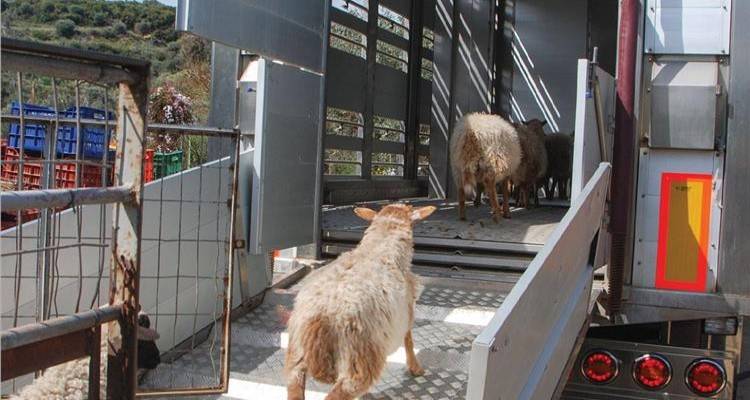 Στην Πορτογαλία έφθασαν τα αρνιά της Λήμνου (audio)