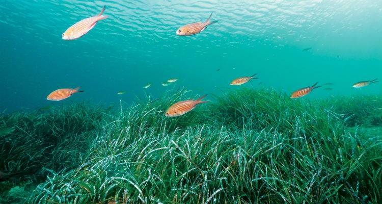 &Tau;&alpha; &phi;ύ&kappa;&eta; ή &phi;ύ&kappa;&iota;&alpha; &kappa;&alpha;&iota; &tau;&alpha; &theta;&alpha;&lambda;ά&sigma;&sigma;&iota;&alpha; &phi;&upsilon;&tau;ά &epsilon;ί&nu;&alpha;&iota; &tau;&omicron; ί&delta;&iota;&omicron; &pi;&rho;ά&gamma;&mu;&alpha;;