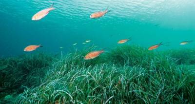 &Tau;&alpha; &phi;ύ&kappa;&eta; ή &phi;ύ&kappa;&iota;&alpha; &kappa;&alpha;&iota; &tau;&alpha; &theta;&alpha;&lambda;ά&sigma;&sigma;&iota;&alpha; &phi;&upsilon;&tau;ά &epsilon;ί&nu;&alpha;&iota; &tau;&omicron; ί&delta;&iota;&omicron; &pi;&rho;ά&gamma;&mu;&alpha;;