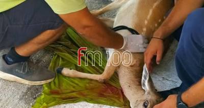&Lambda;ή&mu;&nu;&omicron;&sigmaf;: Έ&kappa;&alpha;&nu;&alpha;&nu; &tau;&alpha; &pi;ά&nu;&tau;&alpha; &nu;&alpha; &sigma;&omega;&theta;&epsilon;ί &alpha;&lambda;&lambda;ά &delta;&upsilon;&sigma;&tau;&upsilon;&chi;ώ&sigmaf; &delta;&epsilon;&nu; &tau;&alpha; &kappa;&alpha;&tau;ά&phi;&epsilon;&rho;&epsilon; &tau;&omicron; &tau;&rho;&alpha;&upsilon;&mu;&alpha;&tau;&iota;&sigma;&mu;έ&nu;&omicron; &pi;&lambda;&alpha;&tau;ώ&nu;&iota; (photos)