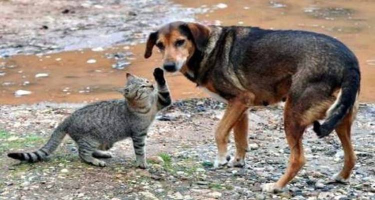 &Phi;&iota;&lambda;&omicron;&zeta;&omega;&iota;&kappa;ό &Sigma;&omega;&mu;&alpha;&tau;&epsilon;ί&omicron; &Lambda;ή&mu;&nu;&omicron;&upsilon;: &Tau;&alpha; &zeta;ώ&alpha; &upsilon;&pi;&omicron;&phi;έ&rho;&omicron;&upsilon;&nu; &ndash; &Kappa;ά&nu;&tau;&epsilon; &kappa;ά&tau;&iota;!