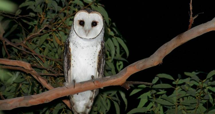 Τυτώ: Η μυστηριώδης κουκουβάγια της Λήμνου στο φως της Αυγουστιάτικης Πανσελήνου