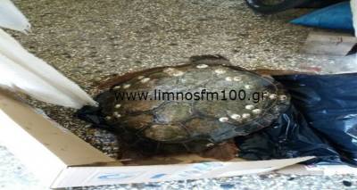 &Mu;&omicron;ύ&delta;&rho;&omicron;: &Gamma;έ&phi;&upsilon;&rho;&alpha; &zeta;&omega;ή&sigmaf; &gamma;&iota;&alpha; &theta;&alpha;&lambda;ά&sigma;&sigma;&iota;&alpha; &chi;&epsilon;&lambda;ώ&nu;&alpha; (photos)