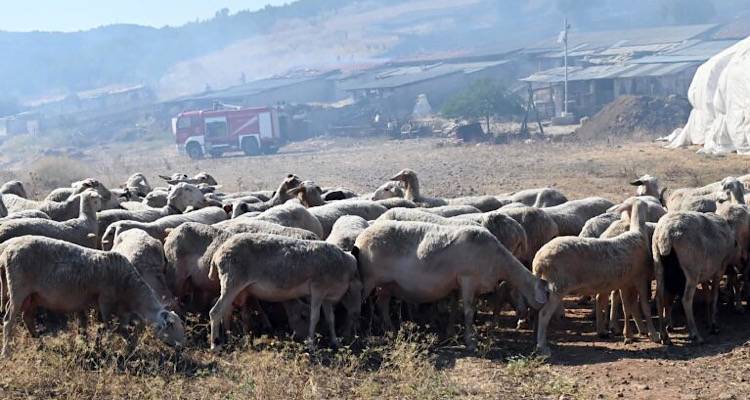 Τελευταία εξέλιξη: Υποψία κρούσματος ευλογιάς στη Λήμνο | Σε εγρήγορση οι αρχές