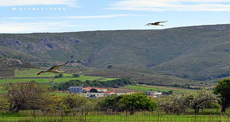 &Tau;&eta;&nu; &alpha;&nu;&omicron;&iota;&xi;&iota;ά&tau;&iota;&kappa;&eta; &Lambda;ή&mu;&nu;&omicron; &epsilon;&pi;&iota;&sigma;&kappa;έ&phi;&tau;&eta;&kappa;&epsilon; έ&nu;&alpha; &zeta;&epsilon;&upsilon;&gamma;ά&rho;&iota; &pi;&epsilon;&lambda;&alpha;&rho;&gamma;ώ&nu; (photos)
