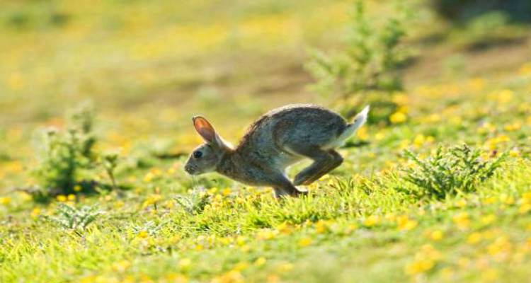 Λήμνος: Προς εξέταση άρρωστο αγριοκούνελο