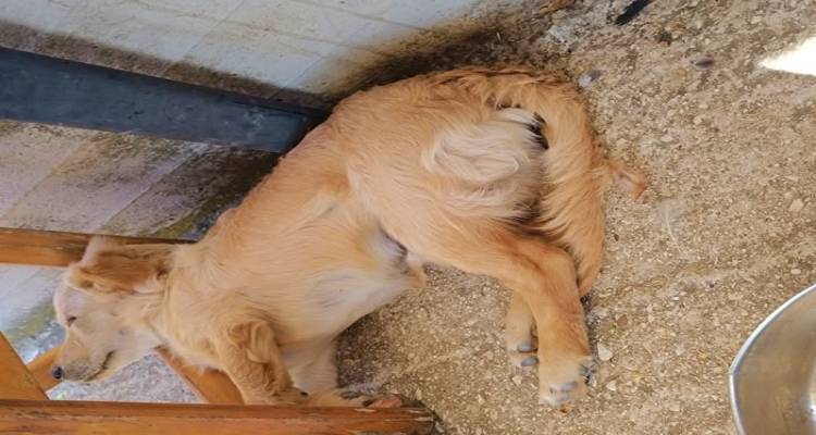 &Chi;ά&theta;&eta;&kappa;&epsilon; &sigma;&kappa;ύ&lambda;&omicron;&sigmaf; &sigma;&tau;&alpha; &Lambda;ύ&chi;&nu;&alpha; | &Alpha;&kappa;&omicron;ύ&epsilon;&iota; &sigma;&tau;&omicron; ό&nu;&omicron;&mu;&alpha; &Rho;ό&kappa;&upsilon;