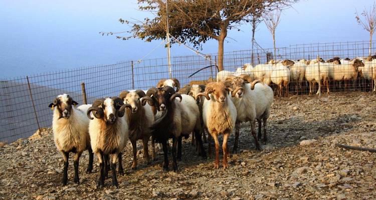 Λήμνος: Αναγνωρίστηκε η αυτόχθονη φυλή προβάτου «Ορεινό Λήμνου» που διαβιεί στο όρος «Βίγλα»