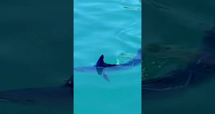 &Mu;ύ&rho;&iota;&nu;&alpha;: &laquo;&Beta;&alpha;&sigma;&iota;&lambda;&iota;&kappa;ή &zeta;&alpha;&rho;&gamma;ά&nu;&alpha;&raquo; &mu;&pi;έ&rho;&delta;&epsilon;&psi;&epsilon; &tau;&omicron;&upsilon;&sigmaf; &lambda;&omicron;&upsilon;ό&mu;&epsilon;&nu;&omicron;&upsilon;&sigmaf;