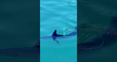 &Mu;ύ&rho;&iota;&nu;&alpha;: &laquo;&Beta;&alpha;&sigma;&iota;&lambda;&iota;&kappa;ή &zeta;&alpha;&rho;&gamma;ά&nu;&alpha;&raquo; &mu;&pi;έ&rho;&delta;&epsilon;&psi;&epsilon; &tau;&omicron;&upsilon;&sigmaf; &lambda;&omicron;&upsilon;ό&mu;&epsilon;&nu;&omicron;&upsilon;&sigmaf;