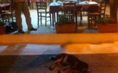 &Sigma;&tau;&omicron; &epsilon;&upsilon;&rho;&omega;&delta;&iota;&kappa;&alpha;&sigma;&tau;ή&rho;&iota;&omicron; &eta; &upsilon;&pi;ό&theta;&epsilon;&sigma;&eta; &tau;&eta;&sigmaf; &delta;&omicron;&lambda;&omicron;&phi;&omicron;&nu;ί&alpha;&sigmaf; &tau;&omicron;&upsilon; &sigma;&kappa;ύ&lambda;&omicron;&upsilon; &sigma;&tau;&eta;&nu; &Epsilon;ύ&beta;&omicron;&iota;&alpha;