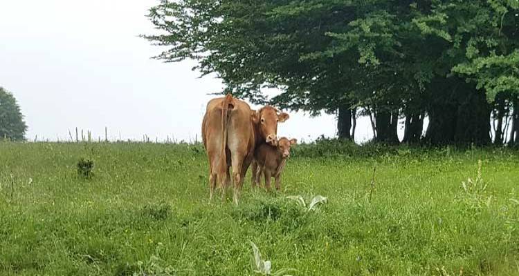 Λήμνος: Συνεχίζεται ο εμβολιασμός των βοοειδών για την Οζώδη Δερματίτιδα