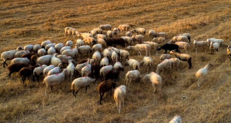 Έ&xi;&omicron;&delta;&alpha; 4.434,13 &euro; &gamma;&iota;&alpha; &mu;&epsilon;&tau;&alpha;&kappa;&iota;&nu;ή&sigma;&epsilon;&iota;&sigmaf; &kappa;&tau;&eta;&nu;&iota;ά&tau;&rho;&omega;&nu; &kappa;&alpha;&iota; 16.000 &euro; &gamma;&iota;&alpha; &sigma;&upsilon;&mu;&beta;&omicron;&upsilon;&lambda;&epsilon;&upsilon;&tau;&iota;&kappa;ή &sigma;ύ&mu;&beta;&alpha;&sigma;&eta; &sigma;&tau;&eta; &Lambda;ή&mu;&nu;&omicron;