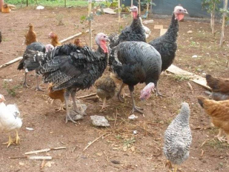 &Nu;&epsilon;&kappa;&rho;ά &kappa;&omicron;&upsilon;&nu;έ&lambda;&iota;&alpha; &kappa;&alpha;&iota; &gamma;&alpha;&lambda;&omicron;&pi;&omicron;ύ&lambda;&epsilon;&sigmaf; &sigma;&tau;&omicron; &Kappa;&omicron;&nu;&tau;&omicron;&pi;&omicron;ύ&lambda;&iota;