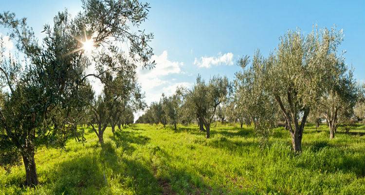 30.181,32&euro; &sigma;&epsilon; 17 &delta;&iota;&kappa;&alpha;&iota;&omicron;ύ&chi;&omicron;&upsilon;&sigmaf; &tau;&eta;&sigmaf; &Lambda;ή&mu;&nu;&omicron;&upsilon; &kappa;&alpha;&iota; &tau;&eta;&sigmaf; &Lambda;έ&sigma;&beta;&omicron;&upsilon; &epsilon;&nu;&tau;&alpha;&gamma;&mu;έ&nu;&omicron;&upsilon;&sigmaf; &sigma;&tau;&eta; &laquo;&Beta;&iota;&omicron;&lambda;&omicron;&gamma;&iota;&kappa;ή &Gamma;&epsilon;&omega;&rho;&gamma;ί&alpha;-5&epsilon;&tau;ί&alpha;&raquo;