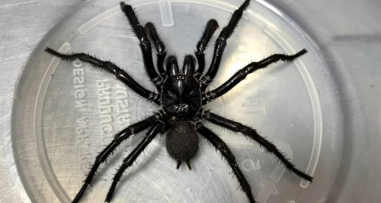 Τι είναι το Big Boy, μια από τις πιο επικίνδυνες αράχνες στον κόσμο