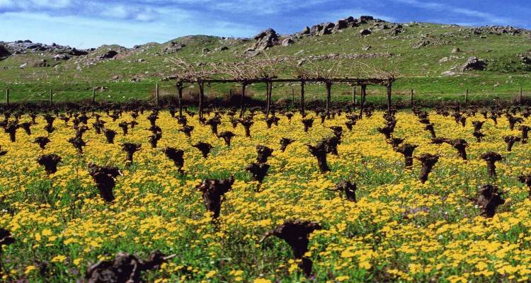 Λήμνος «Πρόγραμμα αναδιάρθρωσης και μετατροπής των αμπελώνων περιόδου 2020-  2021»