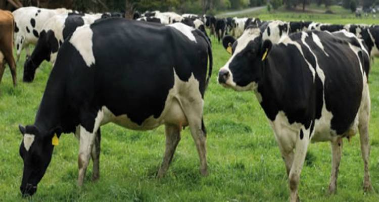 Τμήμα Κτηνιατρικής Επαρχείου Λήμνου: Κρούσμα αφθώδους πυρετού σε βοοειδή στην περιοχή του Τσανάκκαλε