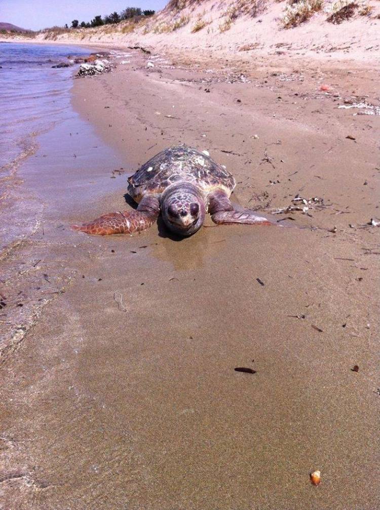 &Nu;&epsilon;&kappa;&rho;ή &theta;&alpha;&lambda;ά&sigma;&sigma;&iota;&alpha; &chi;&epsilon;&lambda;ώ&nu;&alpha; &sigma;&epsilon; &pi;&alpha;&rho;&alpha;&lambda;ί&alpha; &tau;&eta;&sigmaf; &Lambda;ή&mu;&nu;&omicron;&upsilon; (photo)