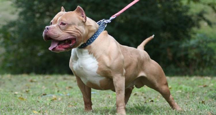 Τραγωδία στη Λουιζιάνα: Πίτμπουλ κατασπάραξε κοριτσάκι 7 ετών