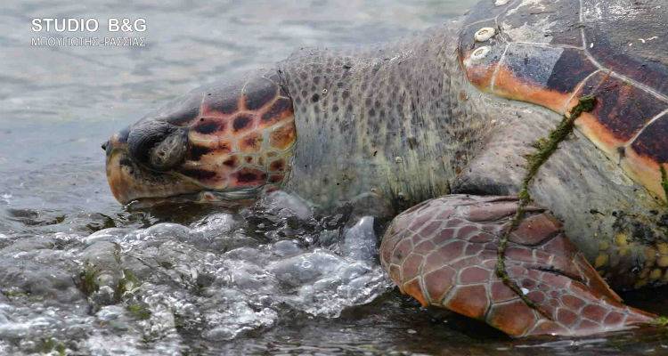Δυο νεκρές θαλάσσιες χελώνες στον Αυλώνα