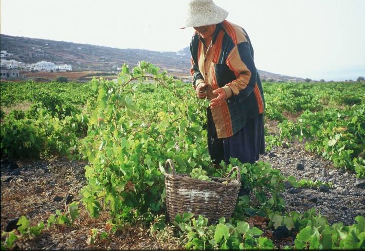 &laquo;&Alpha;&nu;ά&gamma;&kappa;&eta; &epsilon;&kappa;&sigma;&upsilon;&gamma;&chi;&rho;&omicron;&nu;&iota;&sigma;&mu;&omicron;ύ &tau;&omicron;&upsilon; &alpha;&sigma;&phi;&alpha;&lambda;&iota;&sigma;&tau;&iota;&kappa;&omicron;ύ &kappa;&alpha;&nu;&omicron;&nu;&iota;&sigma;&mu;&omicron;ύ &tau;&omicron;&upsilon; &Epsilon;&Lambda;&Gamma;&Alpha;&raquo;