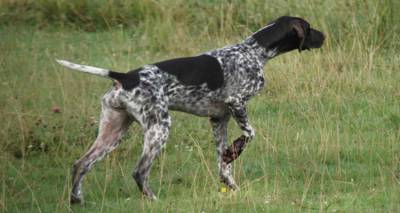 &Kappa;&upsilon;&nu;&eta;&gamma;&epsilon;&tau;&iota;&kappa;ό&sigmaf; &Sigma;ύ&lambda;&lambda;&omicron;&gamma;&omicron;&sigmaf; &Lambda;ή&mu;&nu;&omicron;&upsilon;: &Epsilon;&nu;&eta;&mu;έ&rho;&omega;&sigma;&eta; &gamma;&iota;&alpha; &tau;&omicron;&upsilon;&sigmaf; &kappa;&upsilon;&nu;&eta;&gamma;&epsilon;&tau;&iota;&kappa;&omicron;ύ&sigmaf; &sigma;&kappa;ύ&lambda;&omicron;&upsilon;&sigmaf;