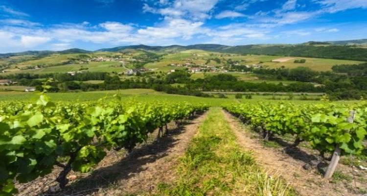 Λήμνος: Άνοιξε το πρόγραμμα αναδιάρθρωσης και μετατροπής των αμπελώνων περιόδου 2021-2022