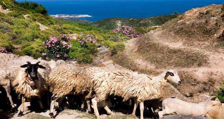 &Lambda;ή&mu;&nu;&omicron;: &Epsilon;&pi;&alpha;&nu;&epsilon;&kappa;&kappa;ί&nu;&eta;&sigma;&eta; &tau;&eta;&sigmaf; &delta;&iota;&alpha;&kappa;ί&nu;&eta;&sigma;&eta;&sigmaf; &zeta;ώ&nu;&tau;&omega;&nu; &zeta;ώ&omega;&nu; &epsilon;&kappa;&tau;ό&sigmaf; &nu;&eta;&sigma;&iota;&omicron;ύ &gamma;&iota;&alpha; ά&mu;&epsilon;&sigma;&eta; &sigma;&phi;&alpha;&gamma;ή