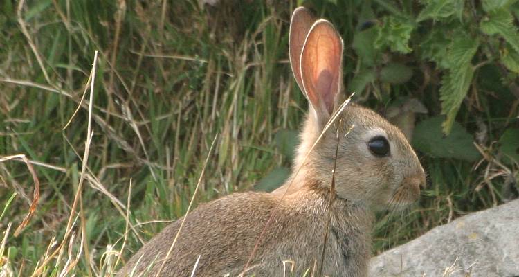ΕΛΓΑ Λήμνου: Ξεκίνησαν οι δηλώσεις ζημιών από αγριοκούνελα σε βρώσιμα όσπρια