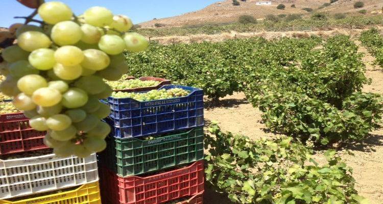 Αγροτικός Συνεταιρισμός «Η Ένωση» - Τρύγος:  Και τώρα η ώρα της τσαμπανάρας