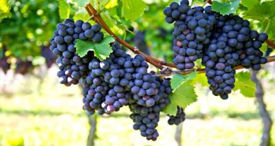 &Pi;&alpha;&rho;ά&tau;&alpha;&sigma;&eta; &sigma;&tau;&iota;&sigmaf; &alpha;&iota;&tau;ή&sigma;&epsilon;&iota;&sigmaf; &gamma;&iota;&alpha; &tau;&omicron; &pi;&rho;ό&gamma;&rho;&alpha;&mu;&mu;&alpha; &alpha;&nu;&alpha;&delta;&iota;ά&rho;&theta;&rho;&omega;&sigma;&eta;&sigmaf; &alpha;&mu;&pi;&epsilon;&lambda;ώ&nu;&omega;&nu; &sigma;&epsilon; &Lambda;έ&sigma;&beta;&omicron; &kappa;&alpha;&iota; &Lambda;ή&mu;&nu;&omicron;