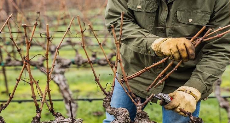 Γιάννης Μπουρνούς: Γιατί αποκλείστηκαν αμπελουργοί της Λήμνου από έκτακτες ενισχύσεις;