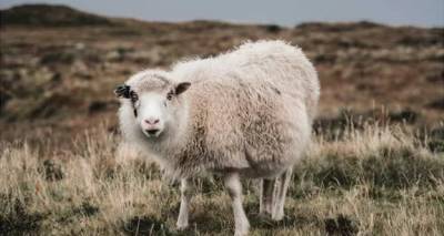 &Lambda;ή&mu;&nu;&omicron;&sigmaf;: &Tau;έ&lambda;&omicron;&sigmaf; (&mu;ά&lambda;&lambda;&omicron;&nu;) &sigma;&tau;&omicron; &sigma;ί&rho;&iota;&alpha;&lambda; &mu;&epsilon; &tau;&omicron;&upsilon;&sigmaf; &sigma;&tau;&rho;&alpha;&tau;&iota;&omega;&tau;&iota;&kappa;&omicron;ύ&sigmaf; &kappa;&tau;&eta;&nu;&iota;ά&tau;&rho;&omicron;&upsilon;&sigmaf; | &Alpha;&pi;ό &tau;&eta;&nu; &Tau;&epsilon;&tau;ά&rho;&tau;&eta; &alpha;&nu;&alpha;&lambda;&alpha;&mu;&beta;ά&nu;&omicron;&upsilon;&nu; &kappa;&alpha;&iota; &epsilon;&pi;&iota;&sigma;ή&mu;&omega;&sigmaf;