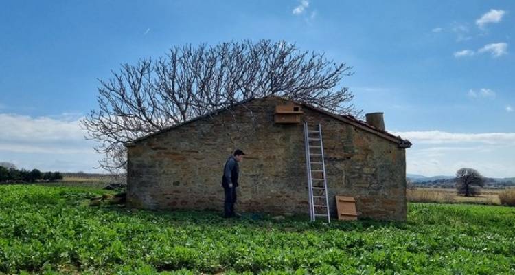 Εγκατάσταση τεχνητών φωλιών για την ενίσχυση των πληθυσμών της Τυτώ στη Λήμνο