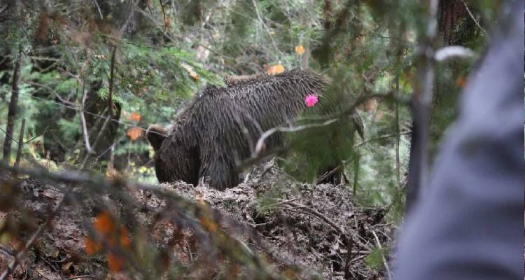 Οικογενειακή τραγωδία στη Γαλλία: Σκότωσε την σύντροφό του κατά τη διάρκεια κυνηγιού αγριογούρουνων