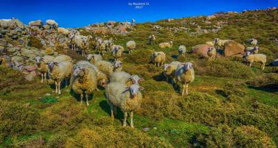 &laquo;&Omicron;&iota; &pi;&rho;&omicron;&kappa;&lambda;ή&sigma;&epsilon;&iota;&sigmaf; &tau;&eta;&sigmaf; &sigma;ύ&gamma;&chi;&rho;&omicron;&nu;&eta;&sigmaf; &kappa;&tau;&eta;&nu;&omicron;&tau;&rho;&omicron;&phi;ί&alpha;&sigmaf; &sigma;&tau;&eta; &Lambda;ή&mu;&nu;&omicron;&raquo; &theta;&alpha; &sigma;&upsilon;&zeta;&eta;&tau;&eta;&theta;&omicron;ύ&nu; &sigma;&tau;&omicron; &Mu;&omicron;ύ&delta;&rho;&omicron;