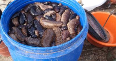 &Delta;&eta;&mu;&omicron;&pi;&rho;&alpha;&sigma;ί&alpha; &gamma;&iota;&alpha; &tau;&eta;&nu; &epsilon;&kappa;&pi;&omicron;ί&eta;&sigma;&eta; &kappa;&alpha;&tau;&alpha;&sigma;&chi;&epsilon;&theta;έ&nu;&tau;&omega;&nu; &alpha;&lambda;&iota;&epsilon;&upsilon;&mu;ά&tau;&omega;&nu; &sigma;&tau;&omicron;&nu; &Mu;&omicron;ύ&delta;&rho;&omicron;