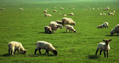 &Delta;&iota;&epsilon;&upsilon;&kappa;&rho;&iota;&nu;ή&sigma;&epsilon;&iota;&sigmaf; &gamma;&iota;&alpha; &tau;&eta;&nu; &pi;&lambda;&eta;&rho;&omega;&mu;ή &delta;&iota;&kappa;&alpha;&iota;&omega;&mu;ά&tau;&omega;&nu; &beta;&omicron;&sigma;&kappa;ή&sigmaf; &sigma;&tau;&omicron;&upsilon;&sigmaf; &kappa;&tau;&eta;&nu;&omicron;&tau;&rho;ό&phi;&omicron;&upsilon;&sigmaf; &tau;&eta;&sigmaf; &Lambda;ή&mu;&nu;&omicron;&upsilon; &kappa;&alpha;&iota; &tau;&omicron;&upsilon; &Alpha;&gamma;ί&omicron;&upsilon; &Epsilon;&upsilon;&sigma;&tau;&rho;&alpha;&tau;ί&omicron;&upsilon;