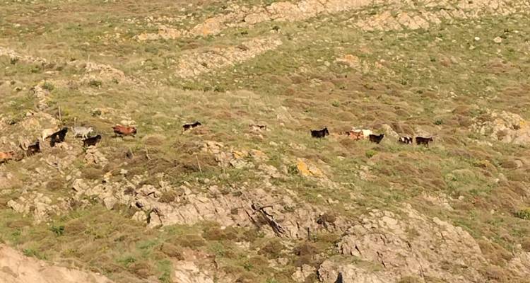 &Sigma;&epsilon; &alpha;&pi;ό&gamma;&nu;&omega;&sigma;&eta; &omicron;&iota; &kappa;ά&tau;&omicron;&iota;&kappa;&omicron;&iota; &sigma;&tau;&omicron; &Theta;ά&nu;&omicron;&sigmaf; | &Tau;&alpha; &alpha;&gamma;&rho;&iota;&omicron;&kappa;ά&tau;&sigma;&iota;&kappa;&alpha; &laquo;&rho;&eta;&mu;ά&zeta;&omicron;&upsilon;&nu;&raquo; &tau;&iota;&sigmaf; &alpha;&upsilon;&lambda;έ&sigmaf; &kappa;&alpha;&iota; &tau;&alpha; &delta;έ&nu;&tau;&rho;&alpha;