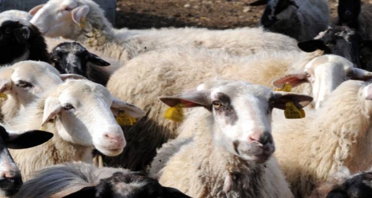 Το Τμήμα Κτηνιατρικής Λήμνου επισημαίνει…