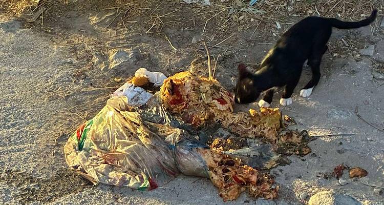 &Mu;ύ&rho;&iota;&nu;&alpha;: &Pi;&omega;&sigmaf; &phi;&tau;&iota;ά&chi;&nu;&epsilon;&tau;&alpha;&iota; &mu;&iota;&alpha; &alpha;&upsilon;&tau;&omicron;&sigma;&chi;έ&delta;&iota;&alpha; &chi;&omega;&mu;&alpha;&tau;&epsilon;&rho;ή &mu;έ&sigma;&alpha; &sigma;&tau;&eta;&nu; &pi;ό&lambda;&eta; | &Alpha;&rho;&kappa;&epsilon;ί &mu;&iota;&alpha; &sigma;&alpha;&kappa;&omicron;ύ&lambda;&alpha; &phi;&alpha;&gamma;&eta;&tau;&omicron;ύ &kappa;&alpha;&iota; &kappa;&alpha;&theta;ό&lambda;&omicron;&upsilon; &sigma;&upsilon;&nu;&epsilon;ί&delta;&eta;&sigma;&eta;