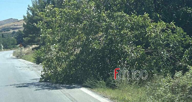 Κατάρρευση δέντρου στον δρόμο προς Θέρμα | Κίνδυνος για τους οδηγούς